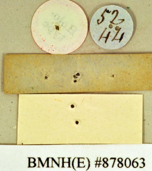 Epilampra conferta Walker, 1868 - Epilampra conferta Walker, F, 1868, unsexed, holotype, labels (reverse). Photographer: Heidi Hopkins. BMNH(E)#878063