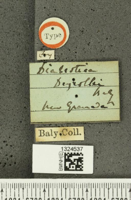 Isotes deyrollei (Baly, 1865) - BMNHE_1324537_label_22181
