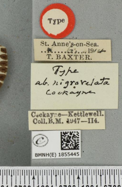 Abraxas grossulariata ab. nigrovelata Cockayne, 1939 - BMNHE_1855445_label_416129
