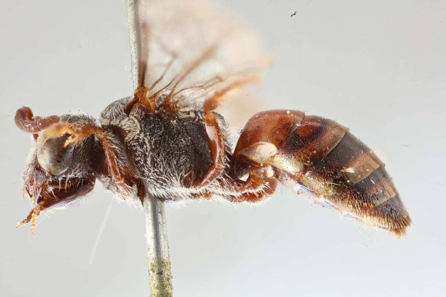 Sphecodes abuensis