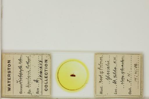 Catallagia appalachiensis Eckerlin & Durden - 014324278_Ceratophyllus_vagabundus_insular_Whole_Slide_additional