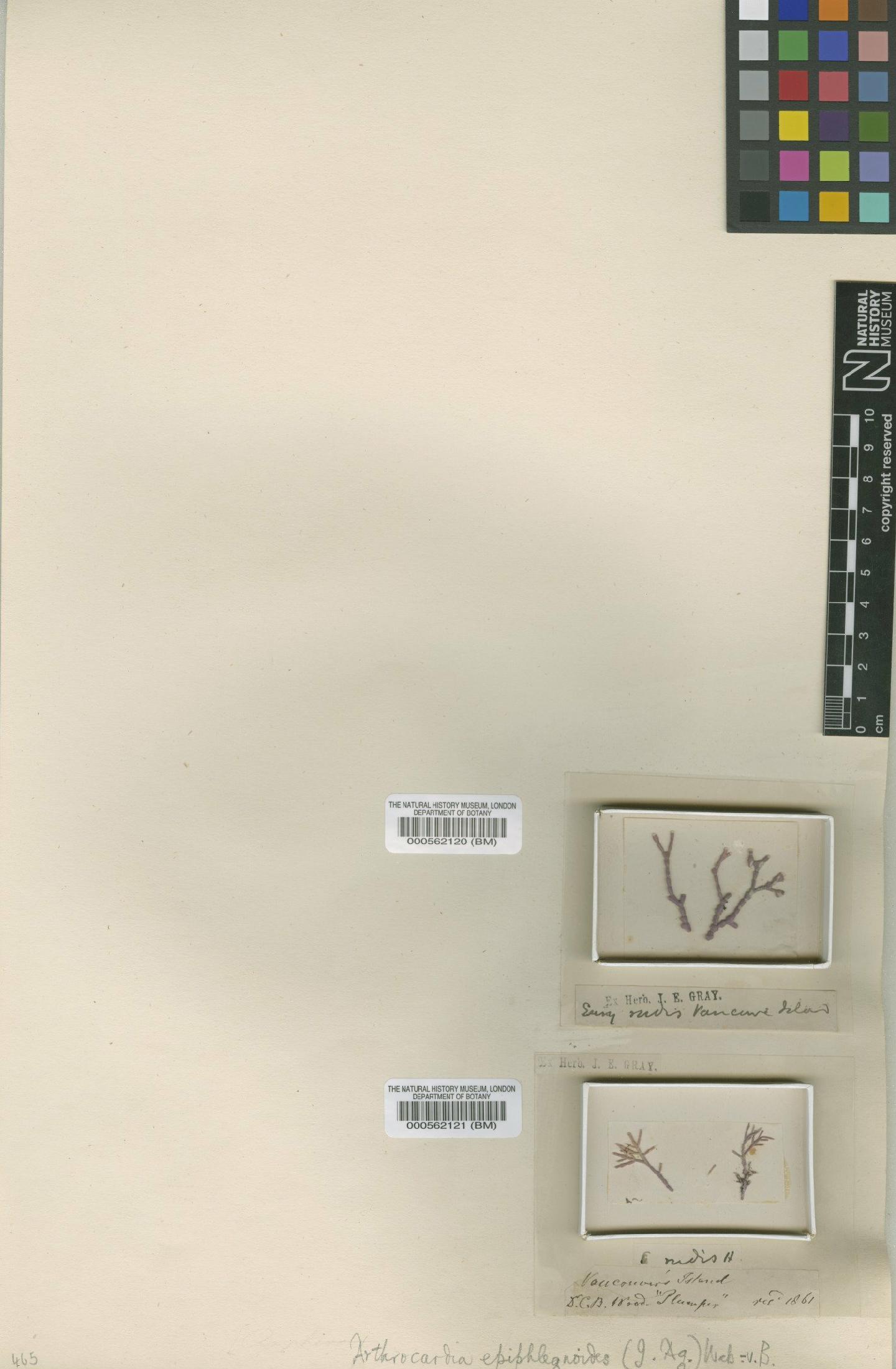 To NHMUK collection (Amphiroa epiphlegnoides J.Agardh ex Harv.; Type; NHMUK:ecatalogue:4784177)