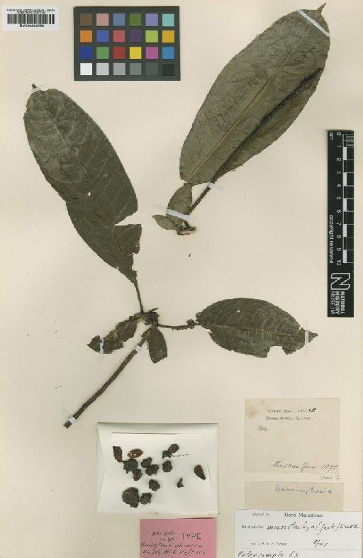 Barringtonia macrostachya (Jack) Kurz - BM000944254