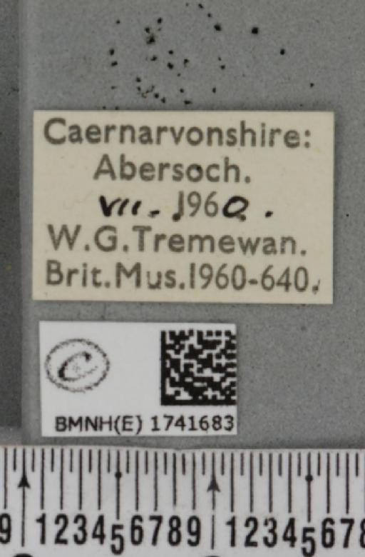 Odezia atrata (Linnaeus, 1758) - BMNHE_1741683_label_335985