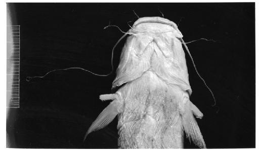 Macrones elongatus Günther, 1864 - 1855.9.19.1099 (head ventral) from print 600DPI