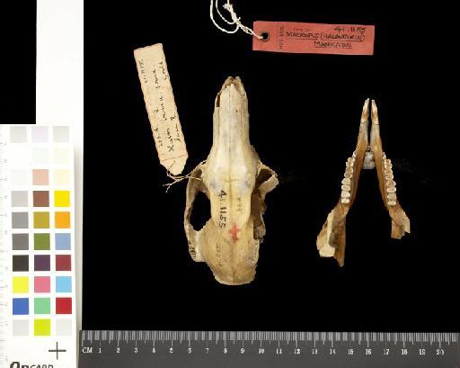 Macropus (Halmaturus) manicatus Gould, 1841 - 1841.1155_Skull_Dorsal