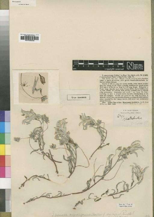 Ipomoea crepidiformis var. minor Rendle - BM000930434