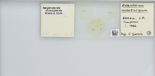 Isogonoceraia divergipennis White & Hodkinson, 1980 - 013482955_117198_1146273_157792_NonType_result