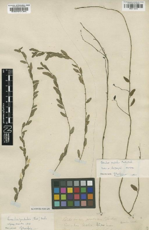 Cebatha pendula (J.R.Forst. & G.Forst.) Kuntze - BM001125013
