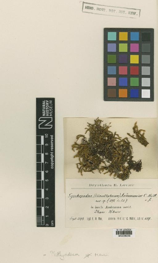 Mitthyridium fasciculatum (Hook. & Grev.) H.Rob. - BM000662099