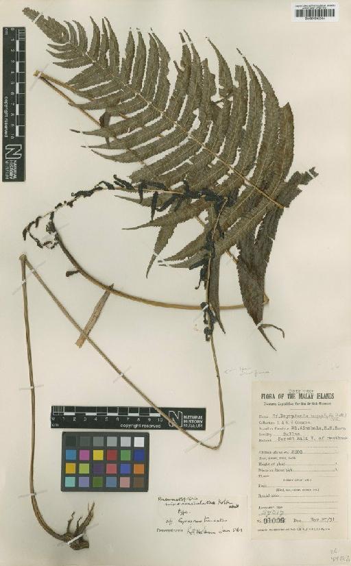 Pneumatopteris microauriculata Holttum - BM001045034