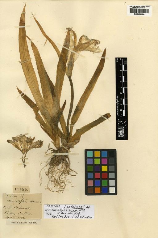 Iris tectorum Maxim. - BM000832588