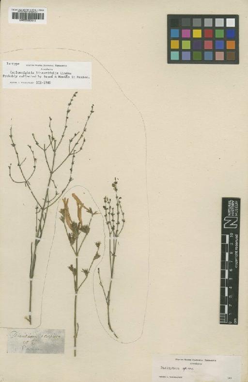 Carlowrightia linearifolia (Torr.) A.Gray - BM000992515