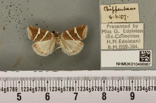 Deltote bankiana (Fabricius, 1775) - NHMUK_010496967_554826