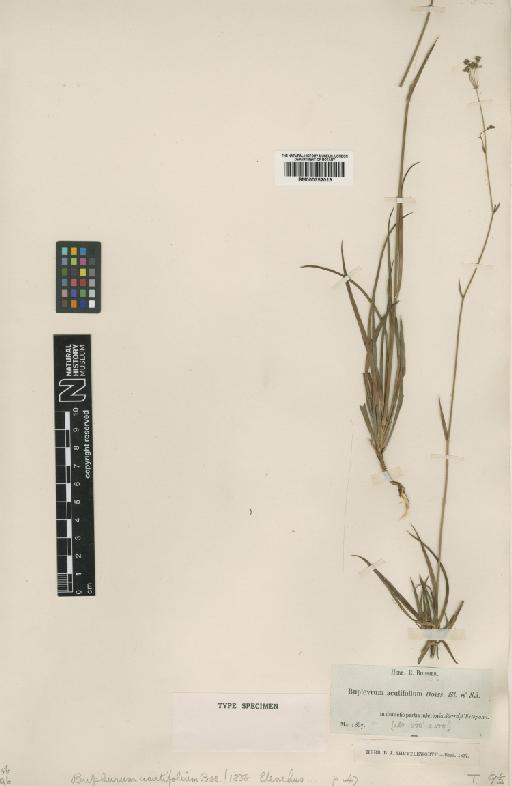 Bupleurum acutifolium Boiss. - BM000752019
