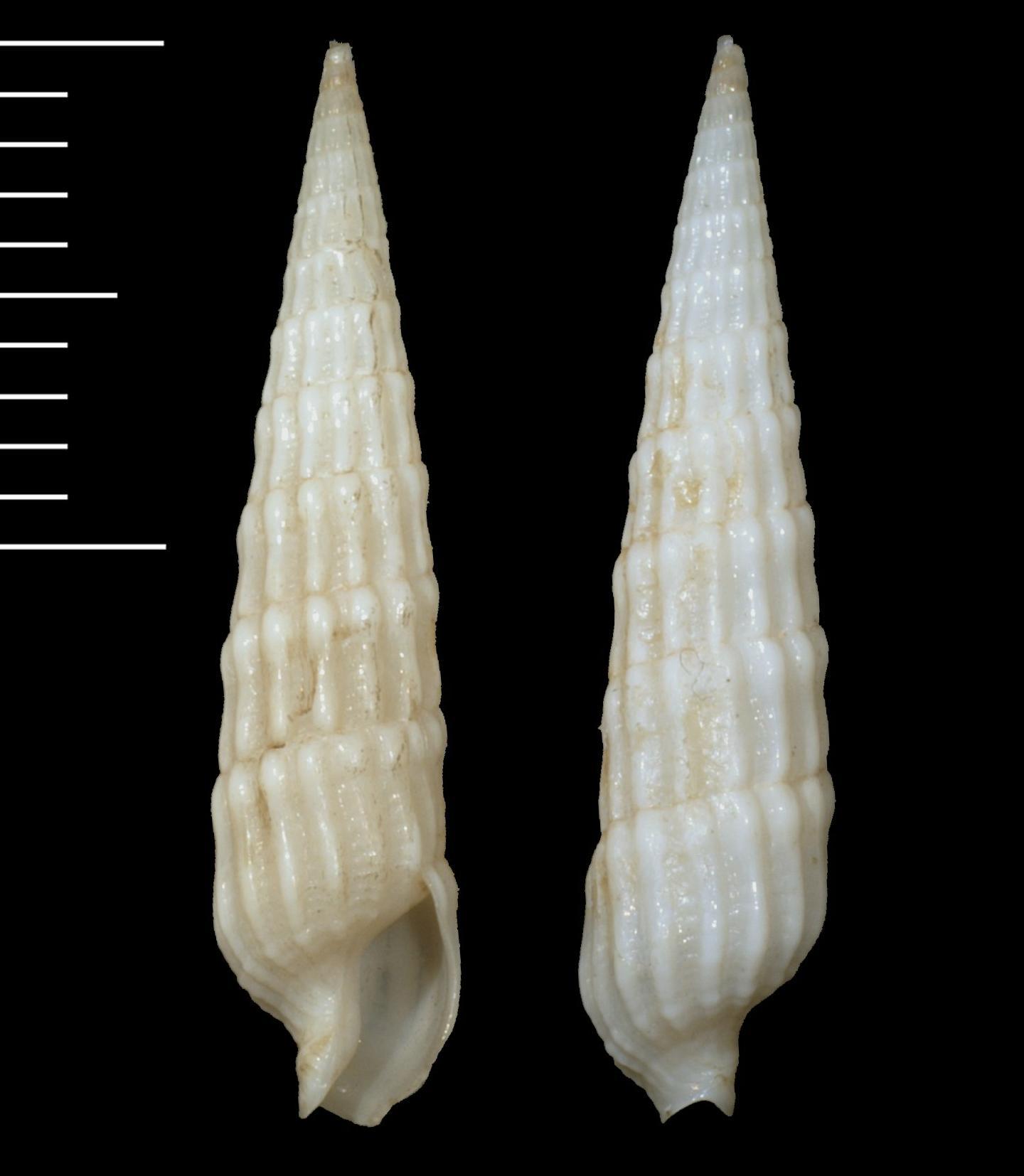 Terebra frigata thumbnail