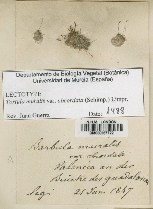 Tortula muralis Hedw. - BM000867722