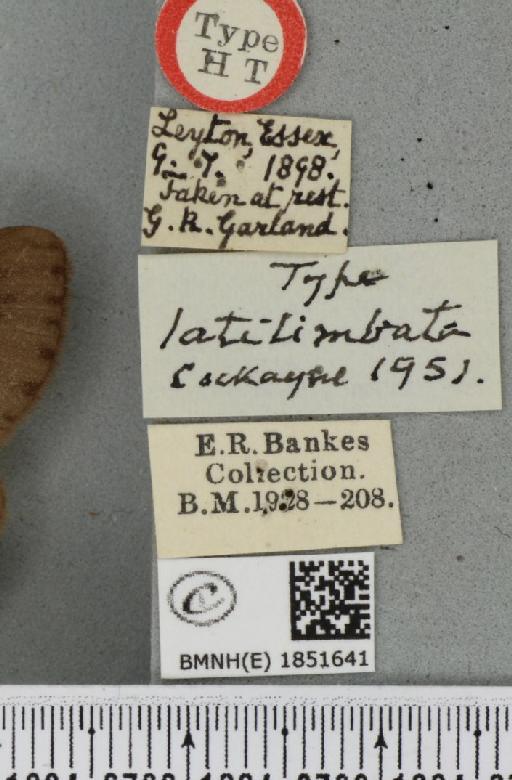 Abraxas grossulariata ab. latilimbata Cockayne, 1951 - BMNHE_1851641_label_415032