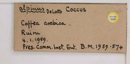 Coccus alpinus De Lotto, 1960 - 010713738_additional