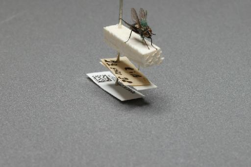 Sarcophaga (Myorhina) nigriventris Meigen, 1826 - 015091871_additional_4