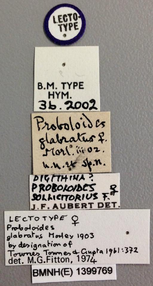 Proboloides glabratus Morley, C., 1903 - Proboloides_glabratus_lectotype_labels