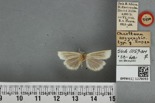 Charltona argyrastis Hampson, 1919 - BMNH(E) 1378093 Charltona argyrastis Hampson female T ventral & labels