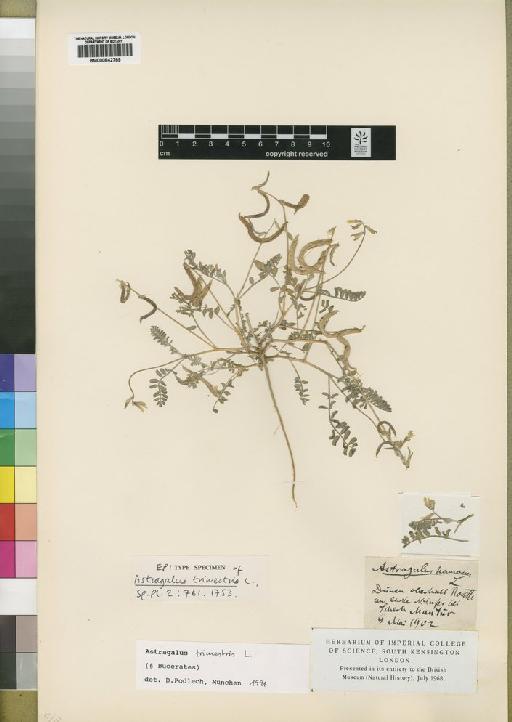 Astragalus trimestris L. - BM000842789