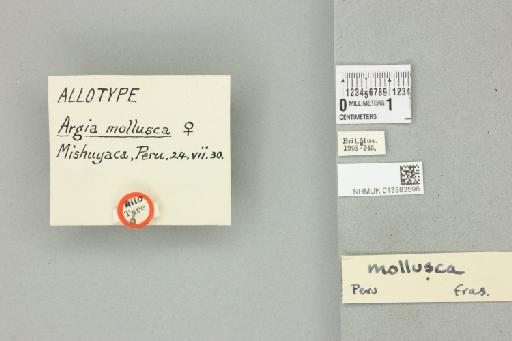 Argia mollusca Fraser, 1946 - 013383596_labels