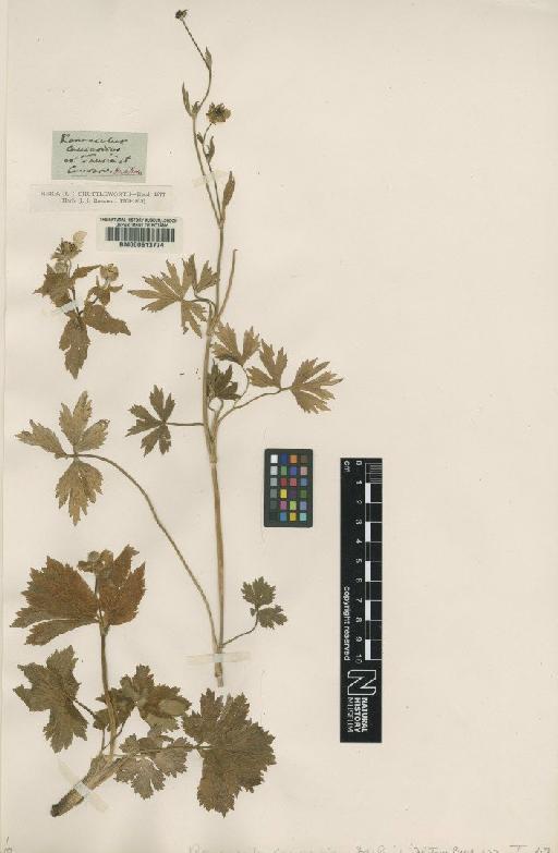 Ranunculus caucasicus M.Bieb. - BM000613774