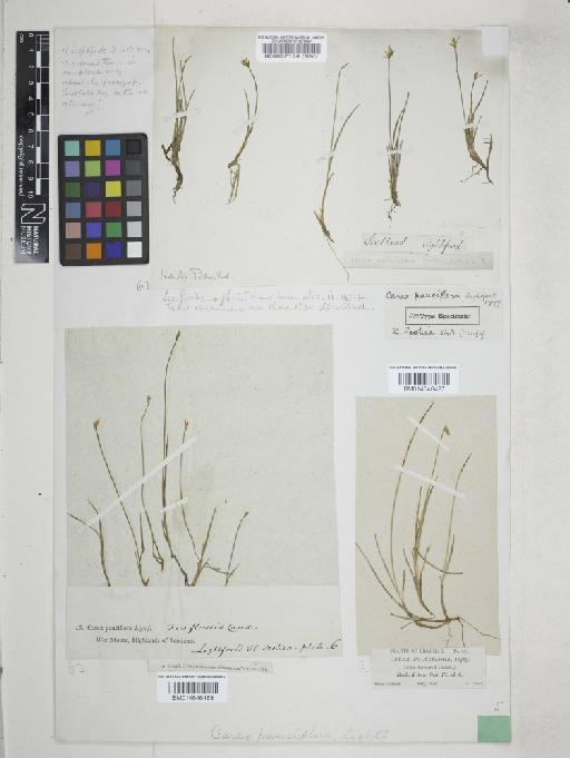 Carex pauciflora Lightf. - 000057154