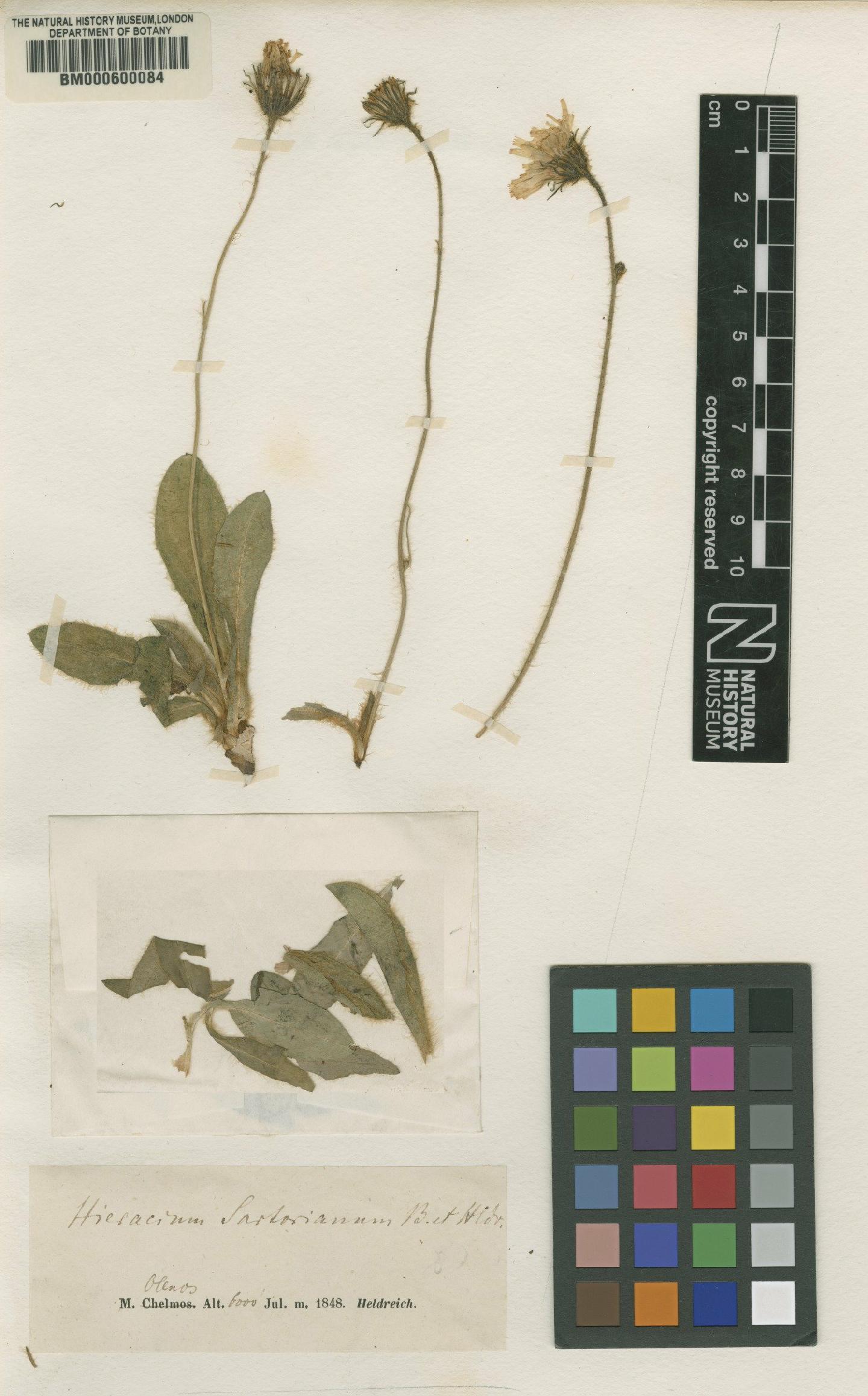 To NHMUK collection (Hieracium sartorianum Boiss. & Heldr.; TYPE; NHMUK:ecatalogue:4683674)