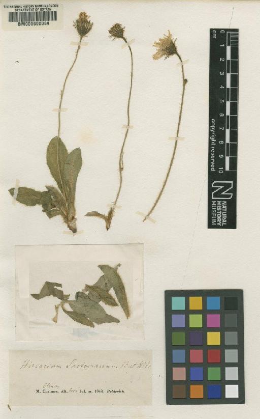 Hieracium sartorianum Boiss. & Heldr. - BM000600084
