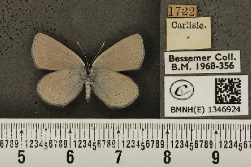 Cupido minimus ab. obsoleta Tutt, 1896 - BMNHE_1346924_150621