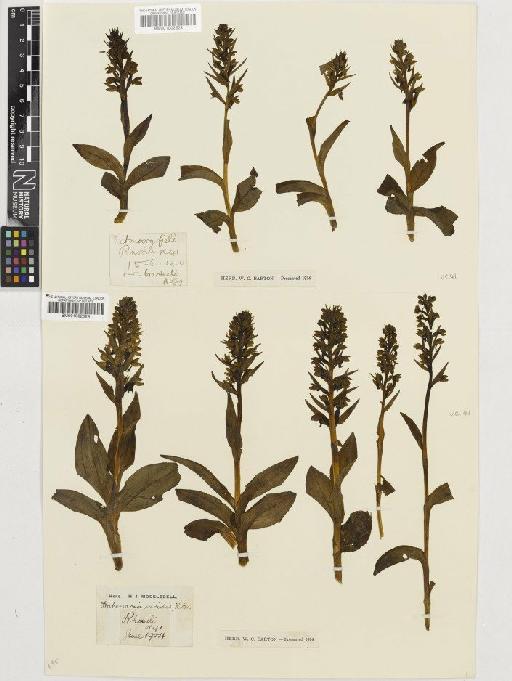 Coeloglossum viride (L.) Hartm. - BM001002624