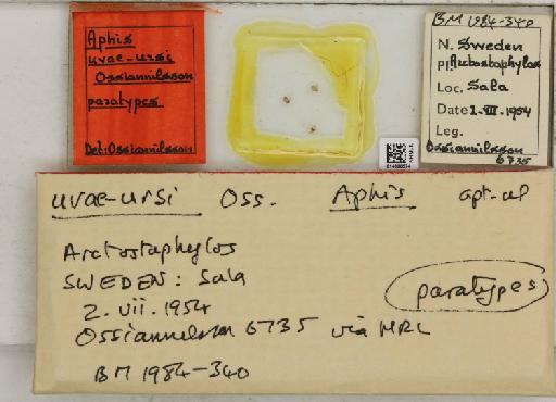 Aphis (Pergandeida) uvaeursi Ossiannilsson, 1959 - 014800574_112542_1093134_157748_Type