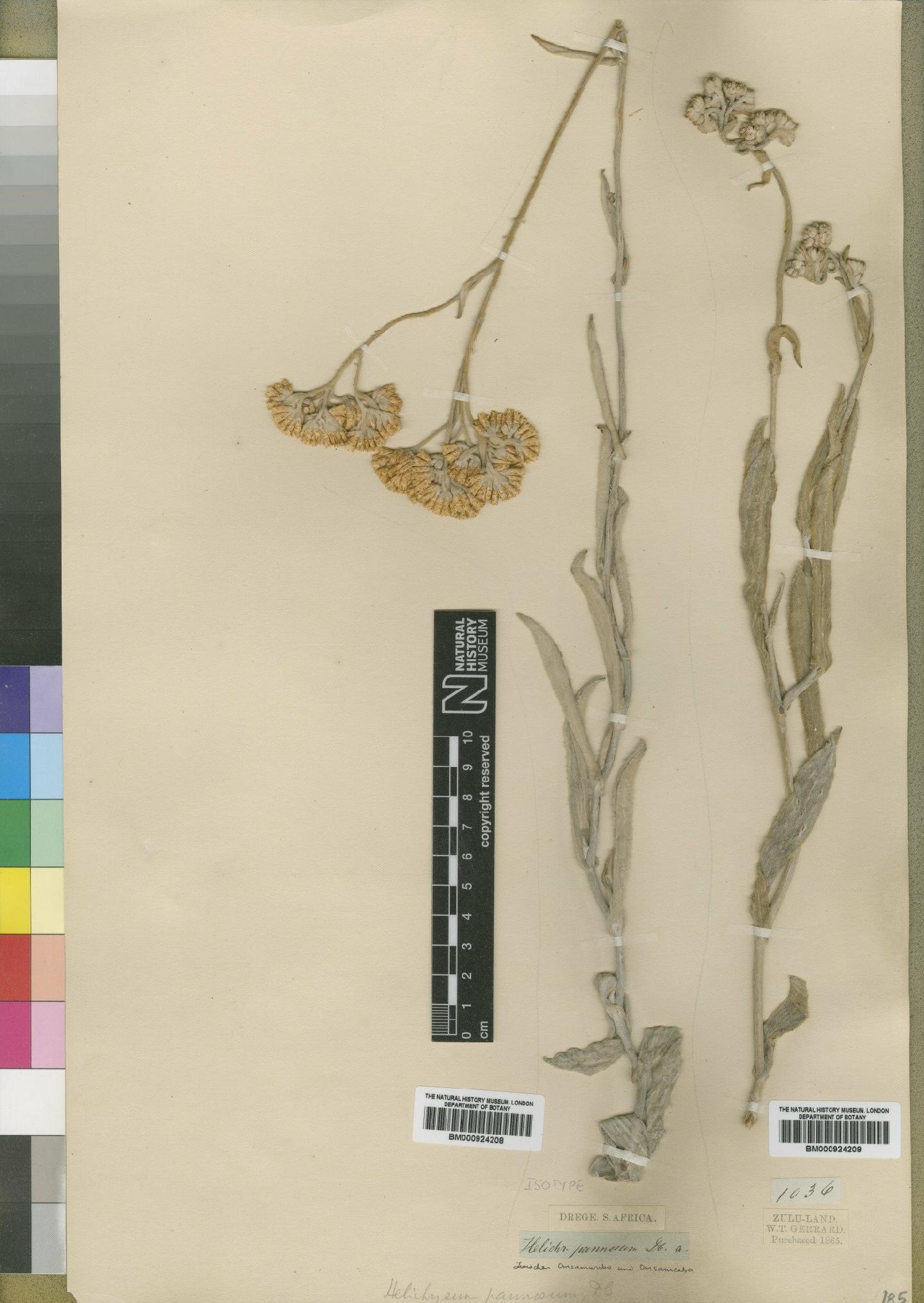 To NHMUK collection (Helichrysum pannosum DC.; TYPE; NHMUK:ecatalogue:4529237)