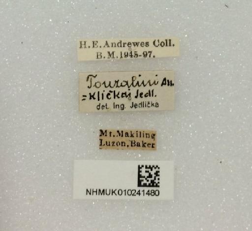 Chlaenius (Amblygenius) touzalini Andrewes, 1920 - Chlaenius-touzalini_labels