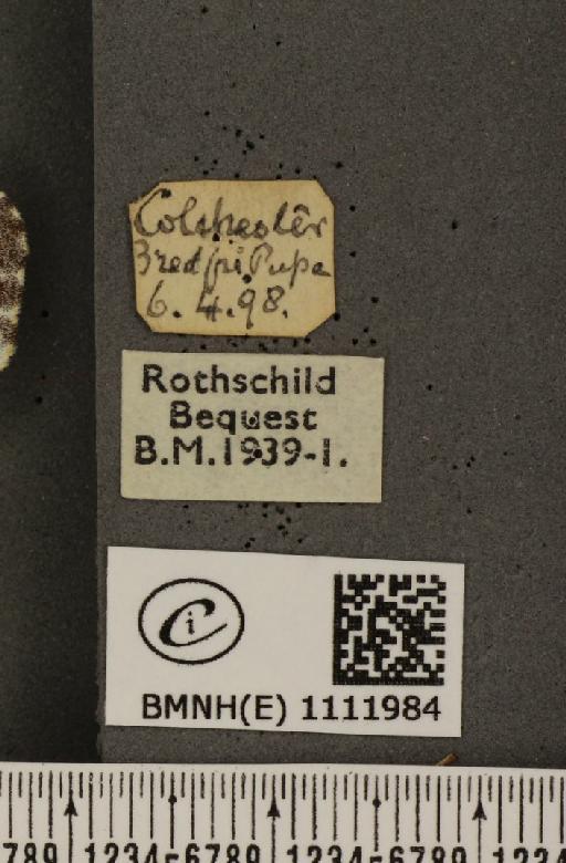 Anthocharis cardamines britannica Verity, 1908 - BMNHE_1111984_label_66235
