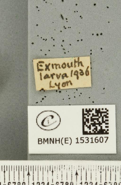 Malacosoma neustria (Linnaeus, 1758) - BMNHE_1531607_label_259894