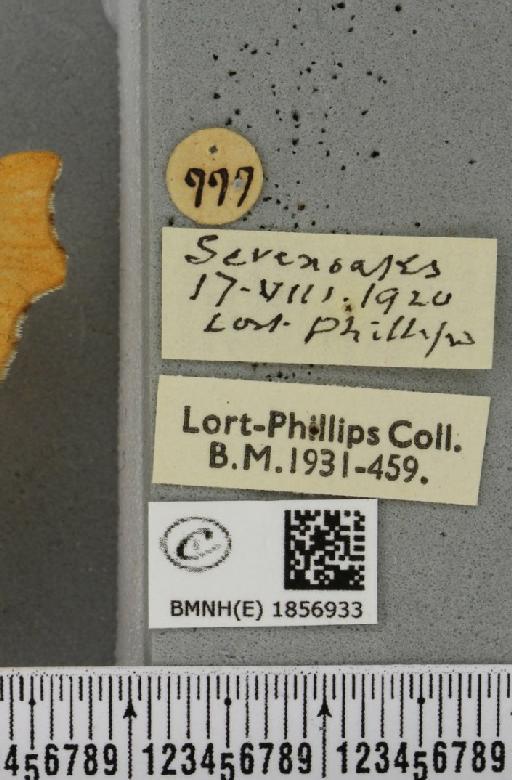 Ennomos quercinaria ab. carpinaria Hübner, 1799 - BMNHE_1856933_label_441534