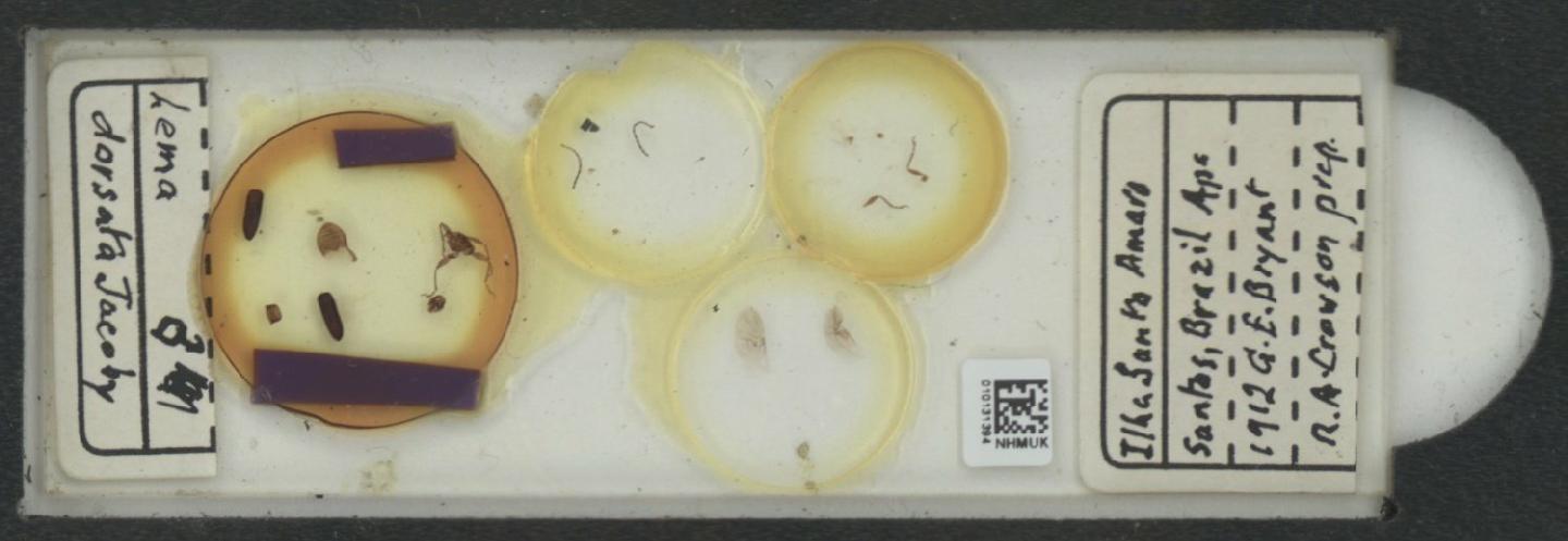 Neolema dorsalis thumbnail