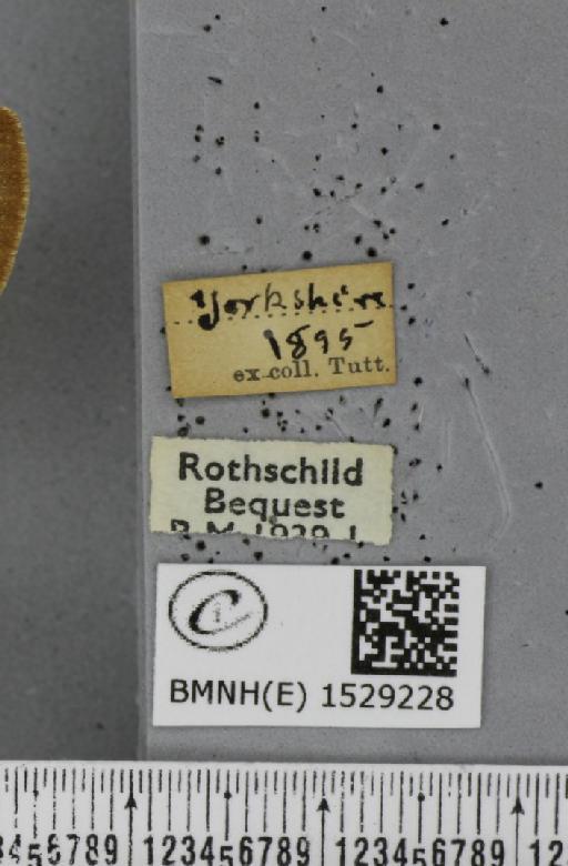 Macrothylacia rubi (Linnaeus, 1758) - BMNHE_1529228_label_196696