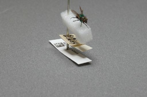 Sarcophaga (Myorhina) nigriventris Meigen, 1826 - 015092269_additional_4
