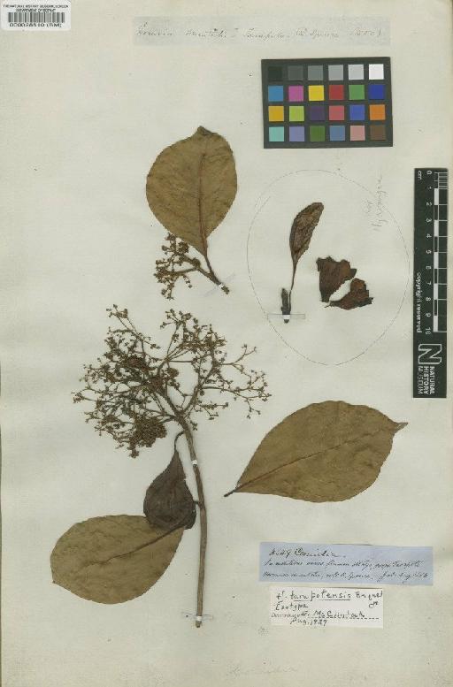 Hydrangea tarapotensis Briq - BM000028810