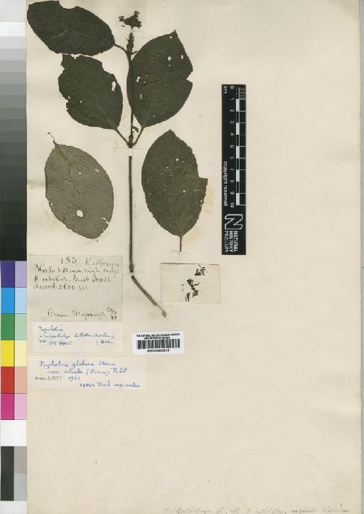 Psychotria globosa Hiern - BM000903619