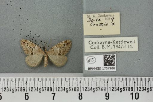 Thera juniperata scotica White, 1871 - BMNHE_1757980_339916