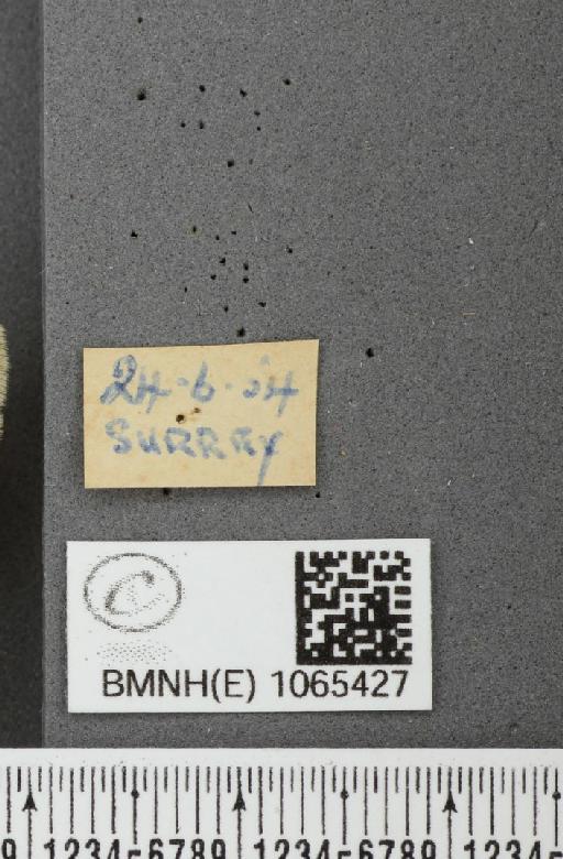 Coenonympha pamphilus ab. detersa Verity, 1913 - BMNHE_1065427_label_26567