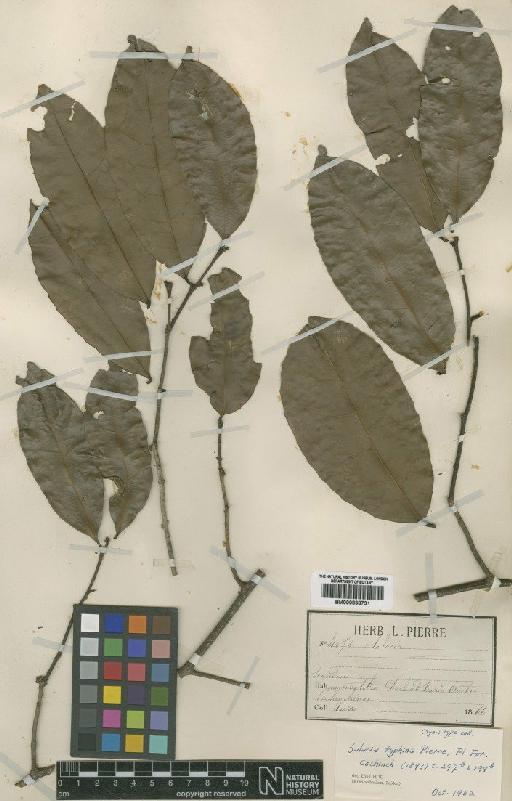 Salacia typhina Pierre - BM000838731