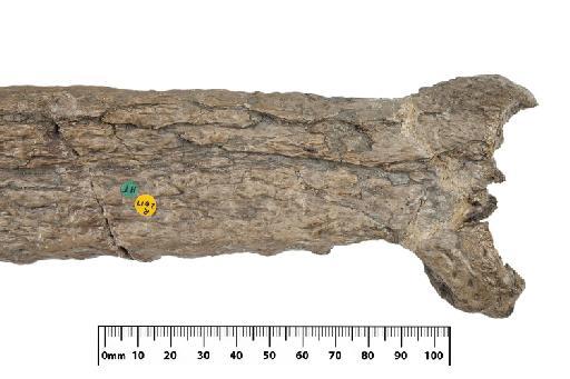 Mycterosuchus nasutus Andrews, 1909 - PV R 2617 skull 005