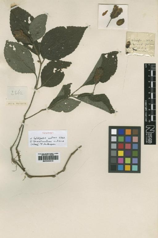 Strobilanthes nutans (Nees) Anderson - BM000906315